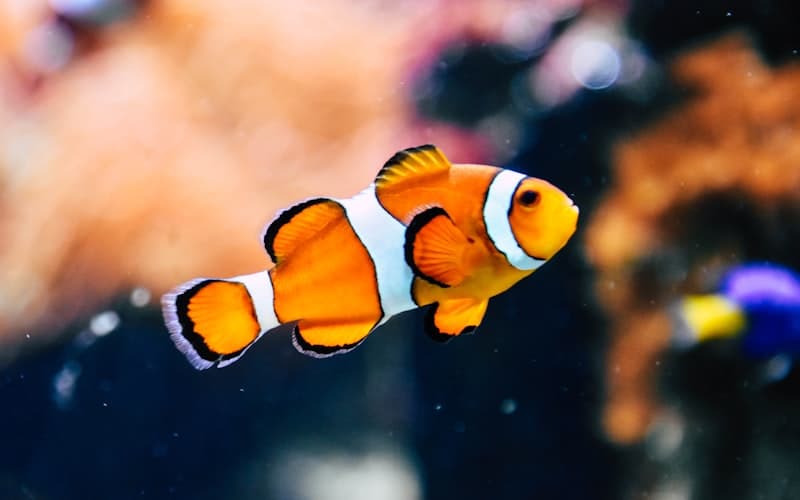 Port Louis Aquarium