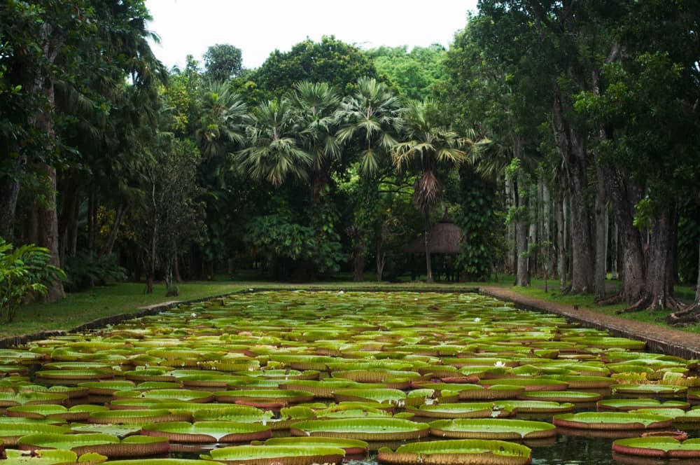 Sir Seewoosagur Ramgoolam Botanical Garden