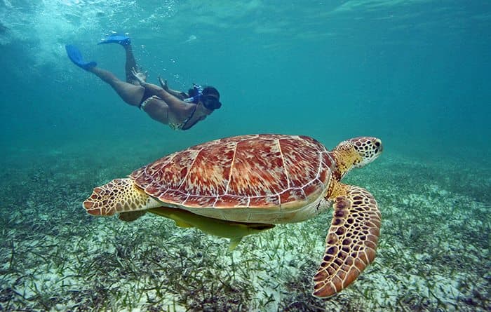 Sea Turtle Snorkel