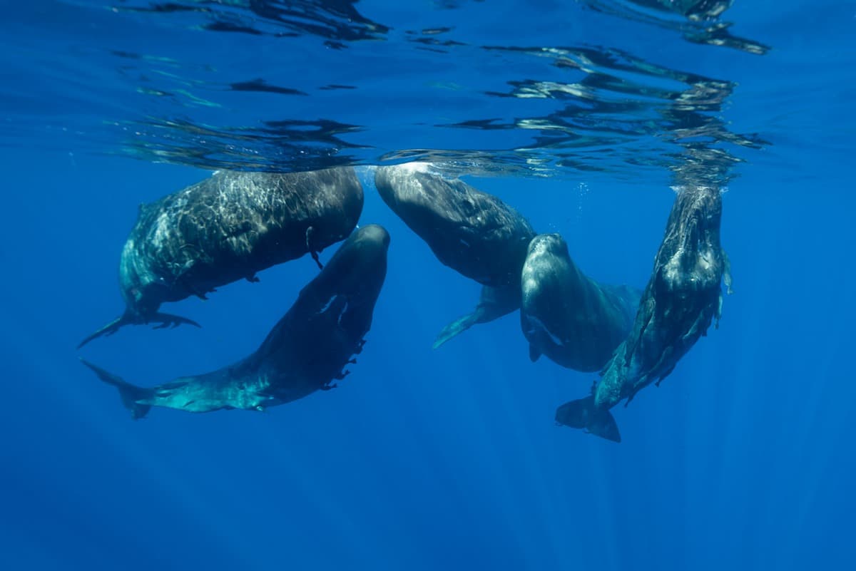 Whale Watching in South Mauritius