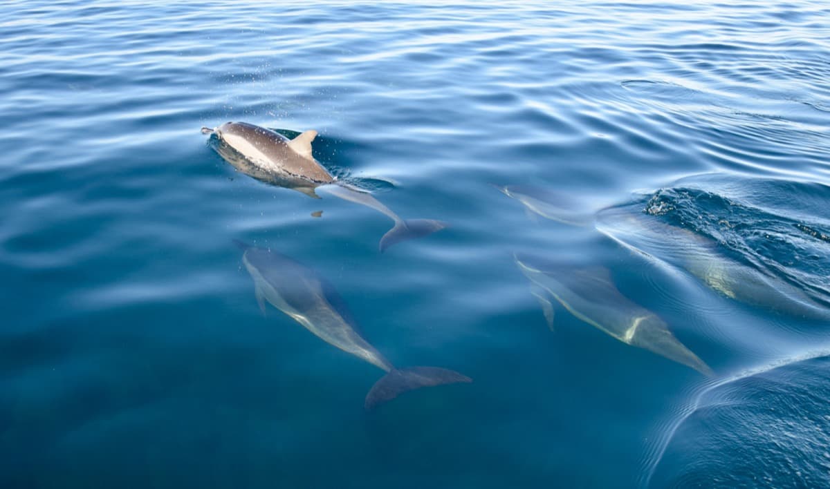 Island Spirit Whale and Dolphin Tours