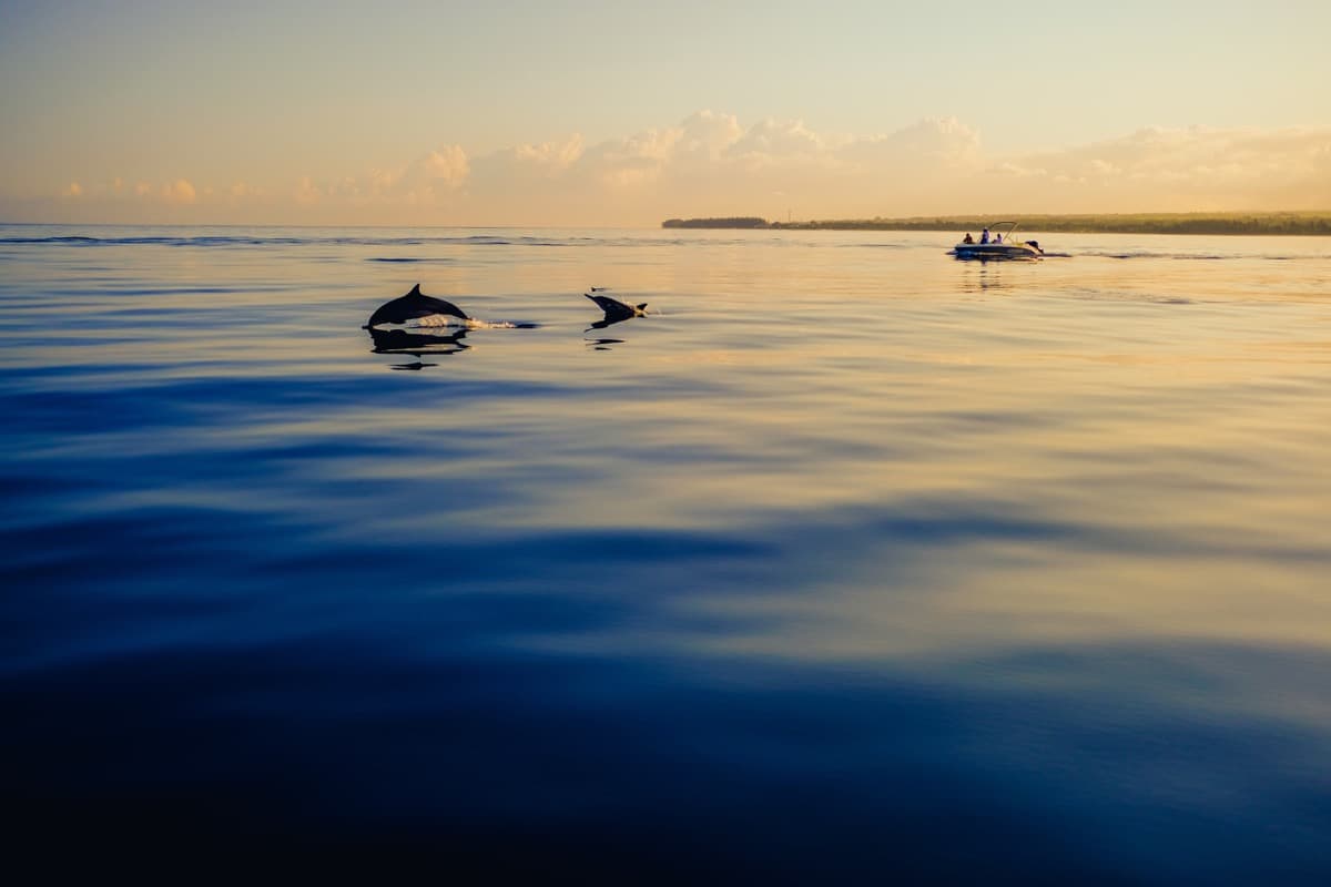 Ocean Spirit Dolphin Tours