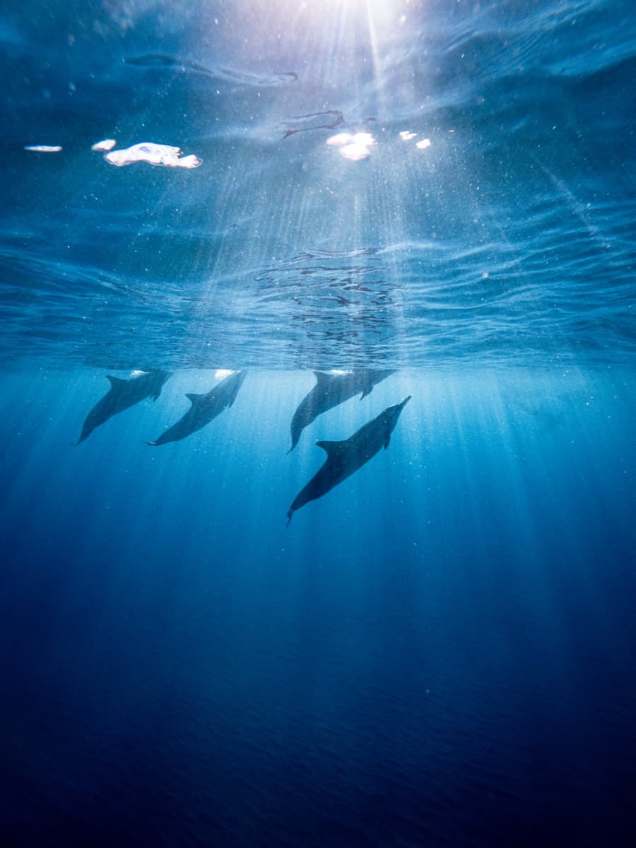 Cetamaran Whale and Dolphin Tours