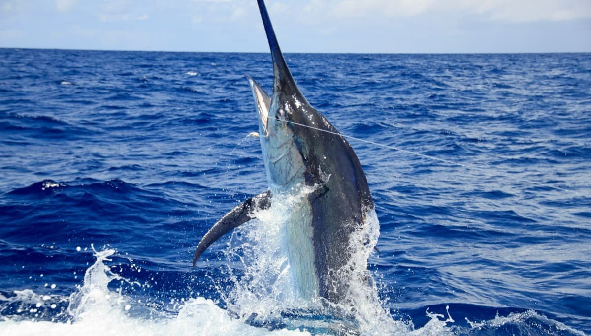 fishing trip mauritius