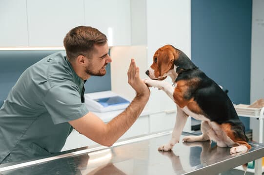 Bestel Veterinaire