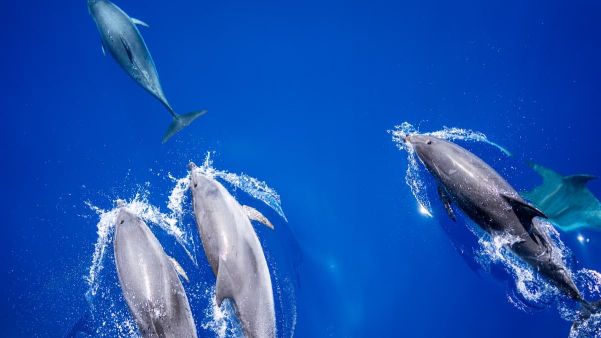top things to do in mauritius