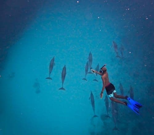 Lydia Boat Mauritius Whales and Dolphins Encounter