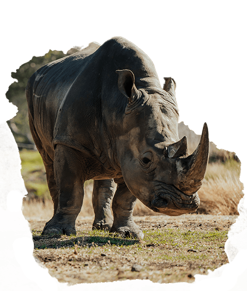 Casela Nature Parks’ Safari Adventures — Attraction in Mauritius