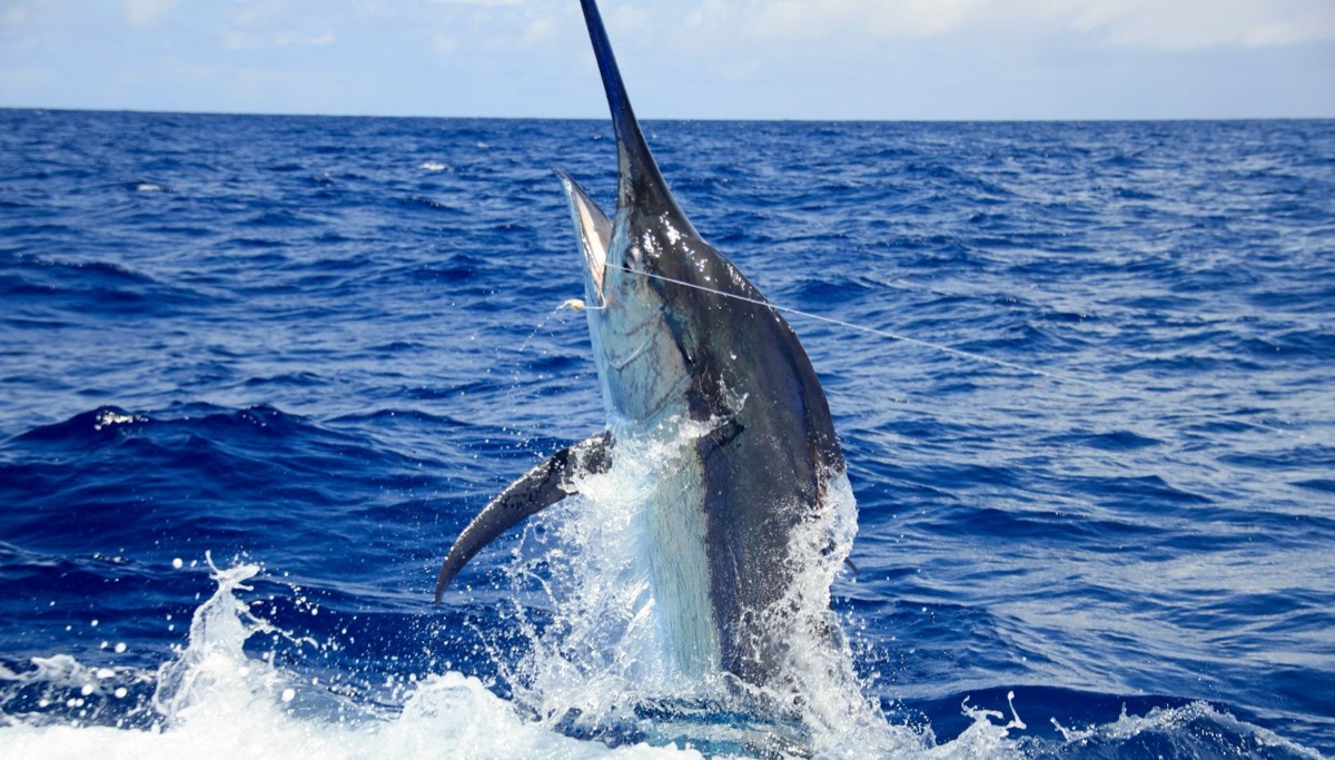 Activities in Mauritius