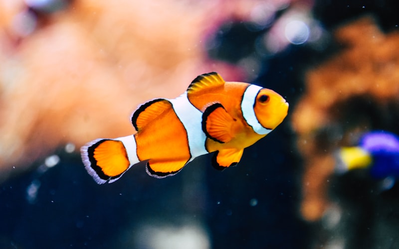 Port Louis Aquarium