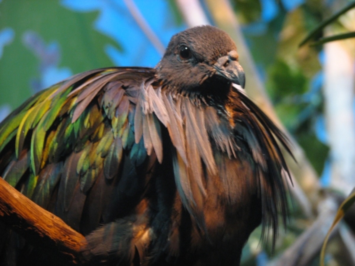 The Nicobar pigeon, closest living relative of the dodo