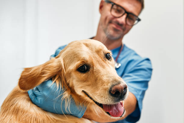 Clinique Veterinaire du Nord