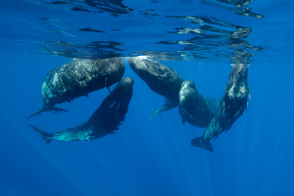 Morne Dolphin and Boat Tours